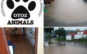 Potrzebna pomoc dla schroniska dla zwierząt w Oświęcimiu!
