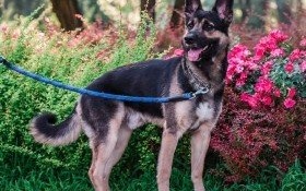 Dragon czeka na adopcję