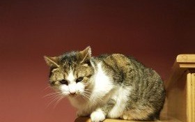 ZAGINĘŁA KOTKA!!! Dla znalazcy nagroda!