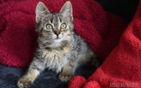 Pilnie poszukiwany właściciel lub nowy domek dla kotka!!!