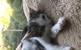 Dwumiesięczny kotek szuka domu