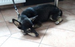 Znaleziono psa. Właściciel pilnie poszukiwany!