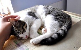 Kotka-przytulanka szuka domu