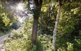 Zaginiona 60-letnia mieszkanka Witkowic została odnaleziona w lesie