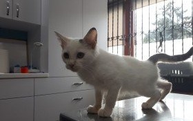 Kotek szuka właściciela