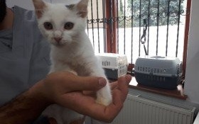 Kto przygarnie kiciusia?