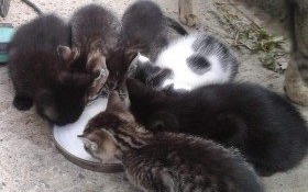 Od wyboru do koloru: Rezolutne kociaki szukają domu