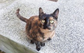 Dom dla kici pilnie potrzebny!