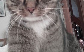 Pomóżmy zgubie wrócić do właścicieli