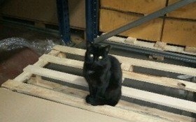 Pilnie potrzebne miejsce dla kotki