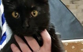 Młoda, czarna kotka znaleziona w Bulowicach szuka właściciela lub nowego domku