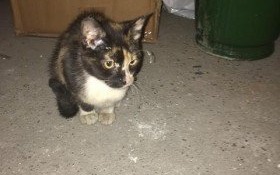 Łaciata znajda czeka na pana