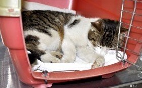 Wyjątkowy kot szuka troskliwego domu