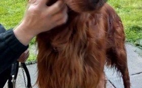 Kolejny psiak na gigancie. Czyja zguba?