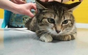 Na pomoc Basi – kotce, do której… strzelano!