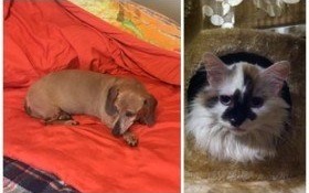 Zostały same po śmierci właściciela. Pilnie potrzebny domek dla zwierzaków