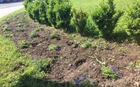 Miała być rzeka kwiatów, są dziury po sadzonkach…