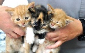 Trzy puchate kuleczki do adopcji. Poszukiwany także dom tymczasowy dla całej rodzinki!