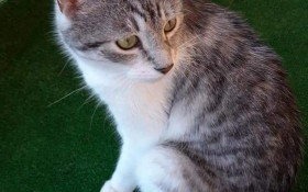 Zaginął kotek. Prośba o pomoc w poszukiwaniach!