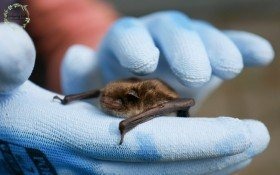 Nietoperz w tarapatach