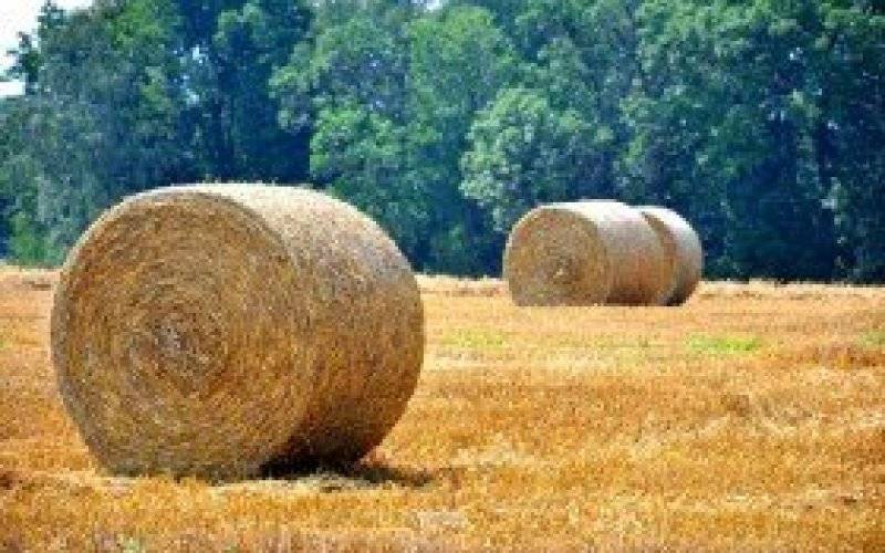 Dożynkowy nadszedł czas...