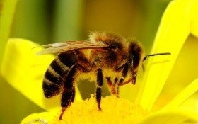 Uwaga! Zgnilec amerykański pszczół na terenie powiatu oświęcimskiego