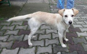 Właścicielu, odbierz mnie!