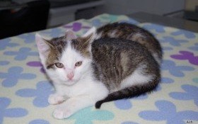 Porzucone w lesie…