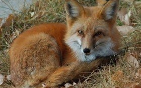 Trwa akcja szczepienia lisów przeciwko wściekliźnie