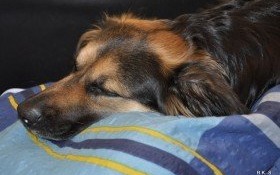 Szczepienie psów przeciwko wściekliźnie