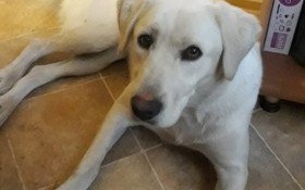 Biszkoptowy uciekinier czeka na odbiór. Czyja to zguba?