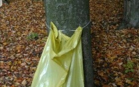 Cud w maleckim lesie