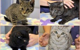 Fantastyczna czwórka do wzięcia!