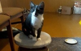 Pomóżmy mu znaleźć dom przed zimą!