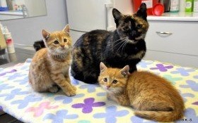 Kocięta jak z bajki i ich piękna mama szukają nowego domu