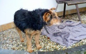 Starszy psiak czeka na właściciela