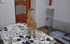 Kocurek z ul. Krakowskiej w Kętach