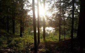 "Chodź po lesie, nie po śmieciach!” – przyłączmy się do akcji!