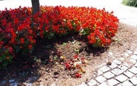 Kolejni złodzieje na miejskich klombach!