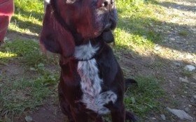 Pilnie poszukiwany właściciel czworonoga