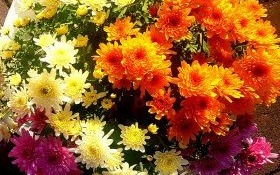 Pomoc finansowa dla producentów i sprzedawców chryzantem doniczkowych