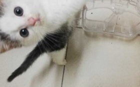 Młodziutki kocurek szuka domu!