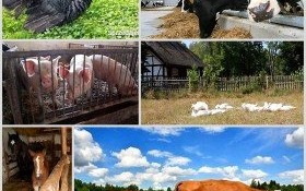 Nie ryzykujesz, gdy zwierzęta znasz i szanujesz!