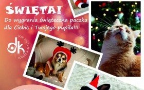 Mój pupil też kocha święta - fotograficzny konkurs świąteczny