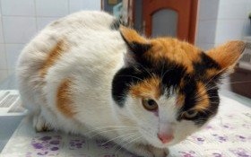 Znaleziono kotkę w Witkowicach. Zwierzak po operacji amputacji przedniej łapy