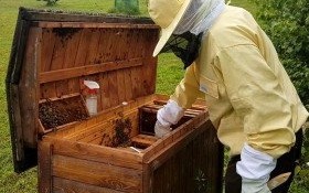 „ZAŁOŻENIE PASIEKI KROK PO KROKU” - są jeszcze wolne miejsca na bezpłatne spotkanie w najbliższą sobotę!