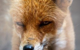 7 maja rozpoczyna się akcja ochronnego szczepienia lisów przeciwko wściekliźnie