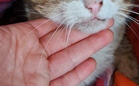 Pilne! Kot po wypadku. Poszukiwany właściciel!