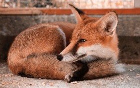 Zmiana terminu szczepienia lisów przeciwko wściekliźnie