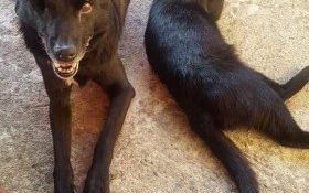 Psi staruszek poszukiwany. Czy ktoś wie gdzie jest?